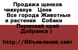 Продажа щенков чиахуахуа › Цена ­ 12 000 - Все города Животные и растения » Собаки   . Пермский край,Добрянка г.